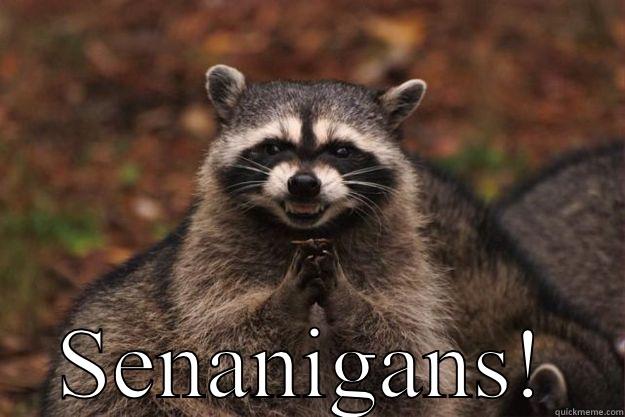 Muah ha ha  -  SENANIGANS! Evil Plotting Raccoon