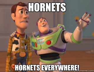 Hornets Hornets everywhere!  