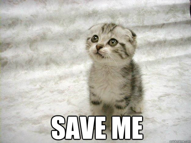  save me -  save me  Begging kitty
