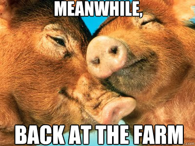 meanwhile,  back at the farm  Gay Pigs