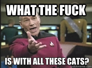What the fuck is with all these cats?  Annoyed Picard