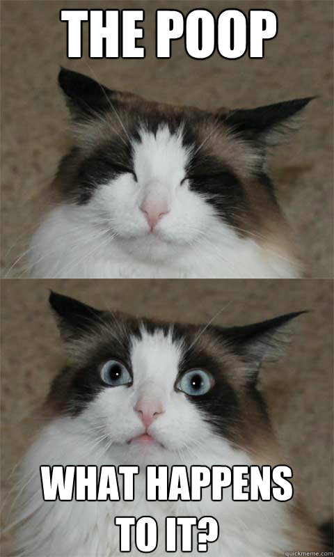 The poop What happens
to it? - The poop What happens
to it?  Meditating ephiphay cat