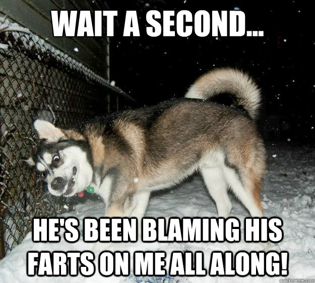 Wait a Second... He's been blaming his farts on me all along!  Sudden Clarity Canine