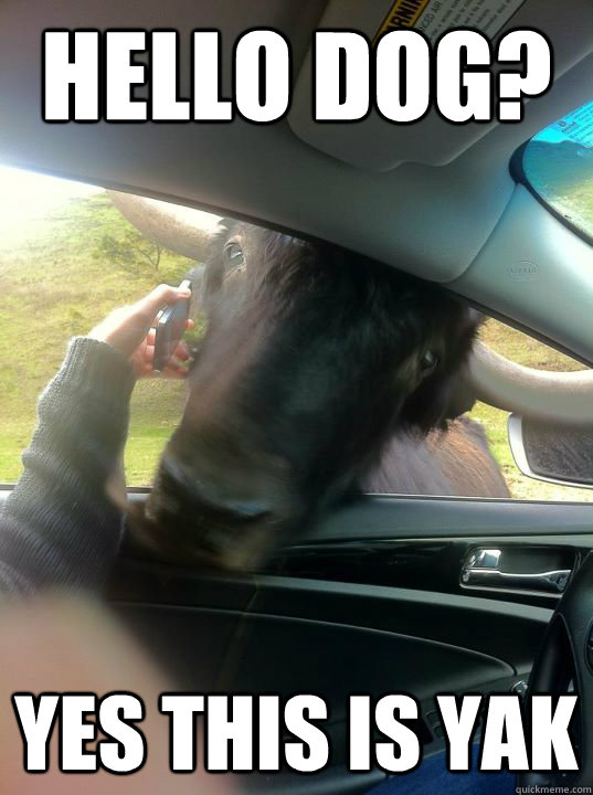Hello Dog? Yes this is Yak - Hello Dog? Yes this is Yak  Misc