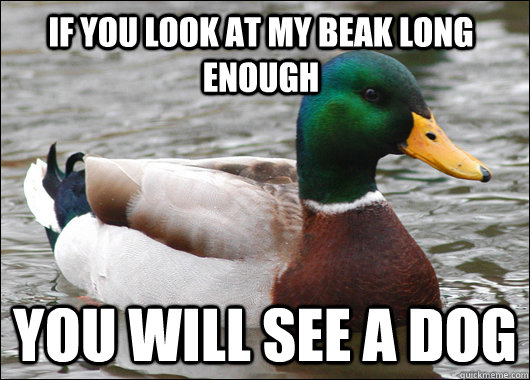 if you look at my beak long enough you will see a dog  Actual Advice Mallard