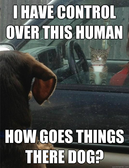I have control over this human how goes things there dog?  