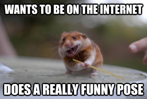 wants to be on the internet does a really funny pose  - wants to be on the internet does a really funny pose   hamster