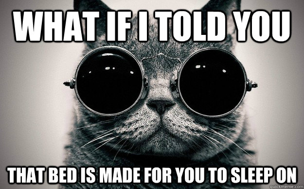 What if i told you that bed is made for you to sleep on  Morpheus Cat Facts