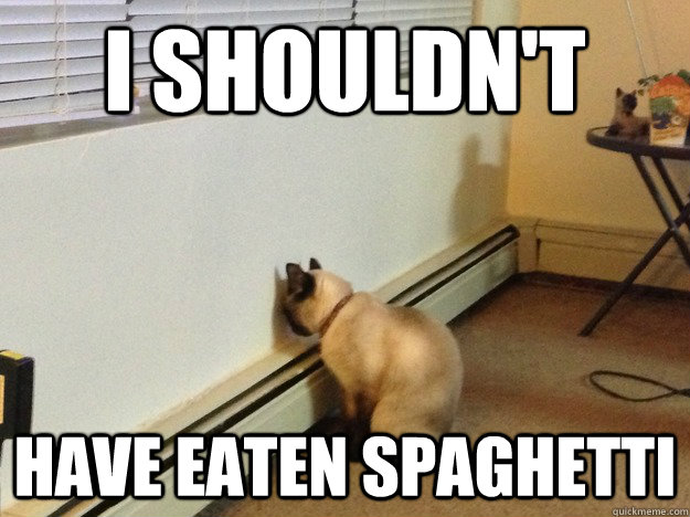 I shouldn't have eaten spaghetti  Regretful Cat