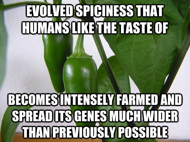 Evolved spiciness that humans like the taste of becomes intensely farmed and spread its genes much wider than previously possible  - Evolved spiciness that humans like the taste of becomes intensely farmed and spread its genes much wider than previously possible   Bad Luck Jalepeno