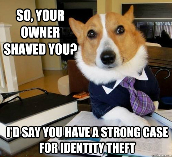 So, your owner shaved you? I'd say you have a strong case for identity theft  - So, your owner shaved you? I'd say you have a strong case for identity theft   Lawyer Dog