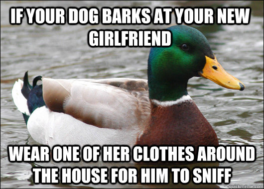 If your dog barks at your new girlfriend Wear one of her clothes around the house for him to sniff  Actual Advice Mallard