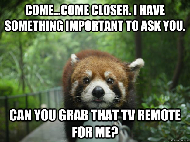 Lazy Red Panda memes | quickmeme Lazy Red Panda memes | quickmeme