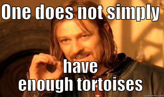 ONE DOES NOT SIMPLY  HAVE ENOUGH TORTOISES Boromir