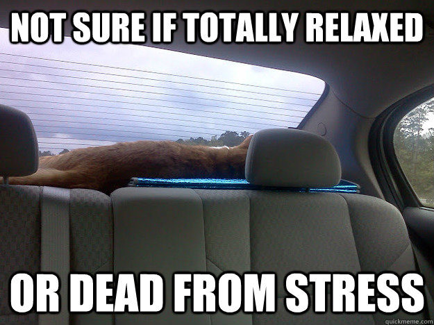 Not sure if totally relaxed Or dead from stress  Travel Cat
