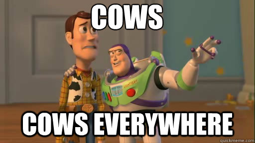 Cows Cows everywhere  Everywhere