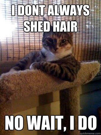I dont always shed hair no wait, i do  The Most Interesting Cat in the World
