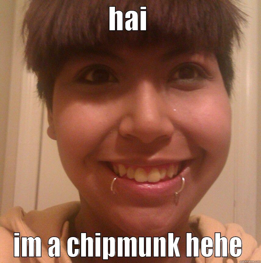 HAI IM A CHIPMUNK HEHE Misc