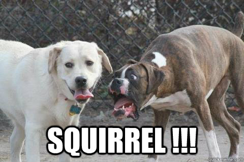  squirrel !!!  Shocked Dog