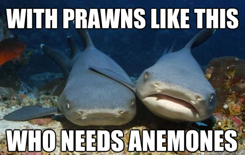 with prawns like this who needs anemones   Compassionate Shark Friend