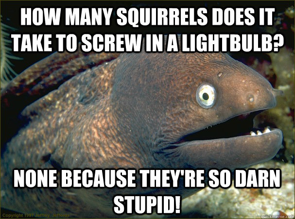 How many squirrels does it take to screw in a lightbulb? NONE because they're so darn stupid!  Bad Joke Eel