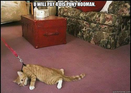   u will pay 4 dis puny hooman.  Cats are not dogs