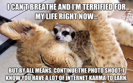 I can't breathe and i'm terrified for my life right now... but by all means, continue the photo shoot. i know you have a lot of internet karma to earn.   Melodramtic Meerkat