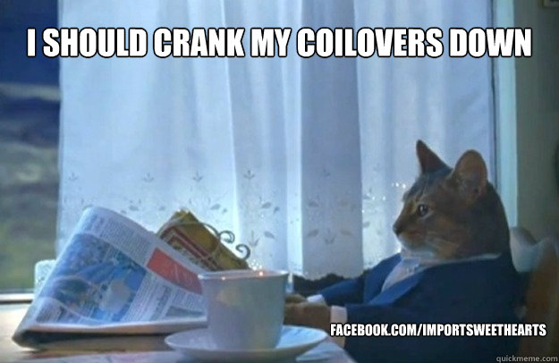 I should crank my coilovers down facebook.com/importsweethearts  Sophisticated Cat