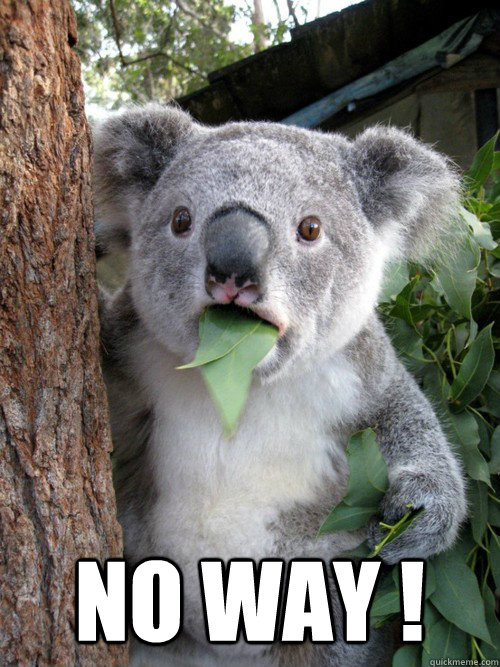  NO WAY ! -  NO WAY !  koala bear