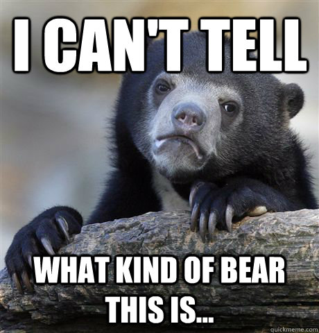 I can't tell what kind of bear this is...  Confession Bear