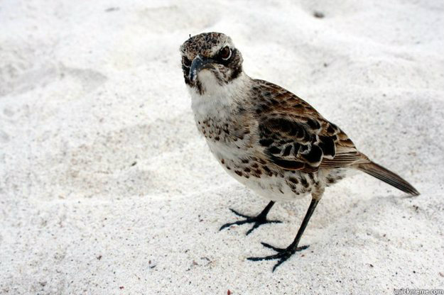   Curmudgeon Bird