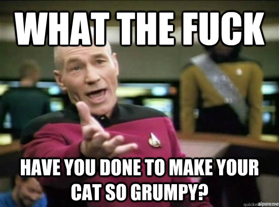 What the fuck have you done to make your cat so grumpy?  Annoyed Picard HD