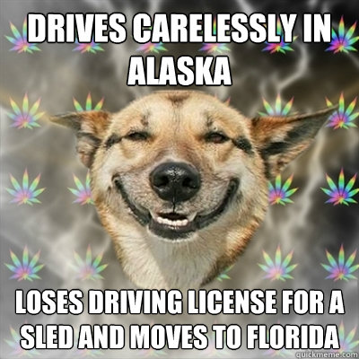 drives carelessly in alaska loses driving license for a sled and moves to florida  Stoner Dog