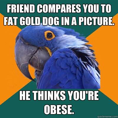 Friend compares you to fat gold dog in a picture. HE THINKS YOU'RE OBESE.  Paranoid Parrot