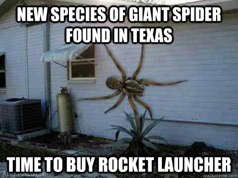 New Species of giant spider found in Texas Time to buy rocket launcher  - New Species of giant spider found in Texas Time to buy rocket launcher   giant spider