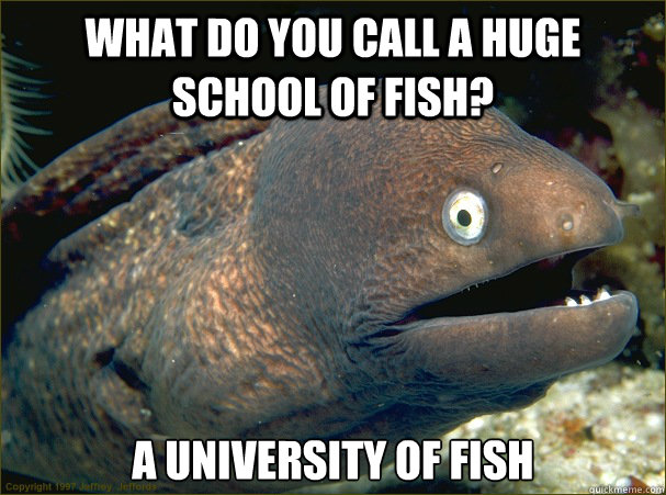 What do you call a huge school of fish? A University of fish  Bad Joke Eel