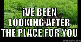  IVE BEEN LOOKING AFTER THE PLACE FOR YOU Misc