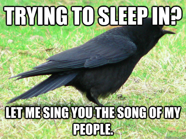 Trying to sleep in? Let me sing you the song of my people. - Trying to sleep in? Let me sing you the song of my people.  Scumbag Crow