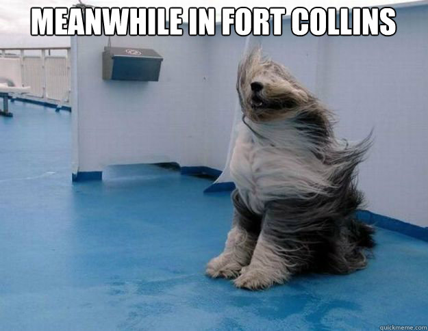 Meanwhile in fort collins  Windy Dog
