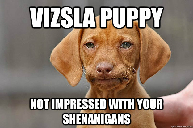 Vizsla puppy not impressed with your shenanigans  Vizsla Not Impressed