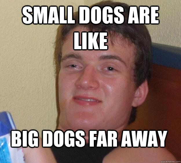 small dogs are like big dogs far away  10 Guy