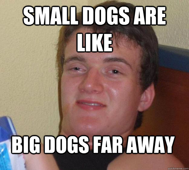 small dogs are like big dogs far away  10 Guy