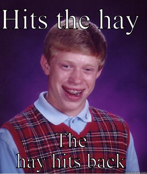 HITS THE HAY  THE HAY HITS BACK Bad Luck Brian