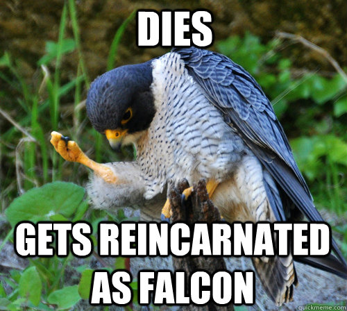 Dies Gets reincarnated as falcon  Success Falcon