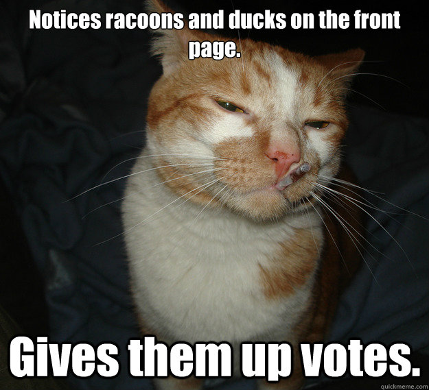 Notices racoons and ducks on the front page. Gives them up votes.  Cool Cat Craig