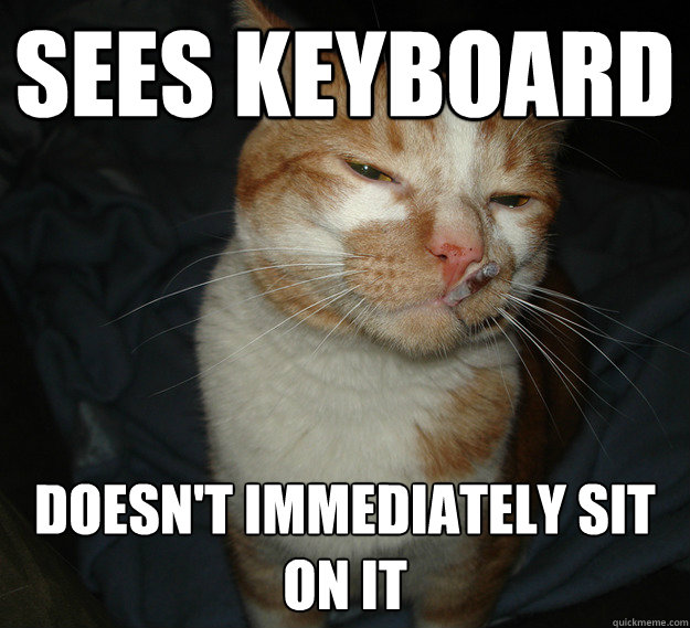 Sees keyboard Doesn't immediately sit on it  Cool Cat Craig