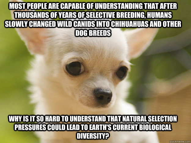 most people are capable of understanding that after thousands of years of selective breeding, humans slowly changed wild canids into chihuahuas and other dog breeds why is it so hard to understand that natural selection pressures could lead to earth's cur - most people are capable of understanding that after thousands of years of selective breeding, humans slowly changed wild canids into chihuahuas and other dog breeds why is it so hard to understand that natural selection pressures could lead to earth's cur  Evolution Is Selective Breeding By Nature