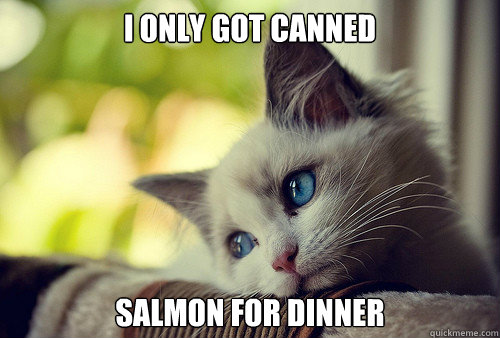 I only got canned  salmon for dinner  First World Problems Cat