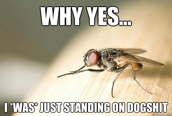 Why yes... I *was* just standing on dogshit  Evil Plotting Fly