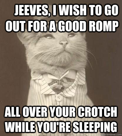 Jeeves, I wish to go out for a good romp All over your crotch while you're sleeping  Aristocat